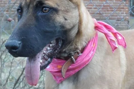 Jerry młody psiak w typie malinois DO ADOPCJI! ŁTOnZ
