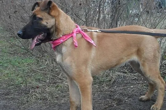 Jerry młody psiak w typie malinois DO ADOPCJI! ŁTO