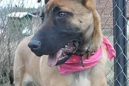 Jerry młody psiak w typie malinois DO ADOPCJI! ŁTO
