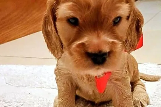 Cocker spaniel złoty
