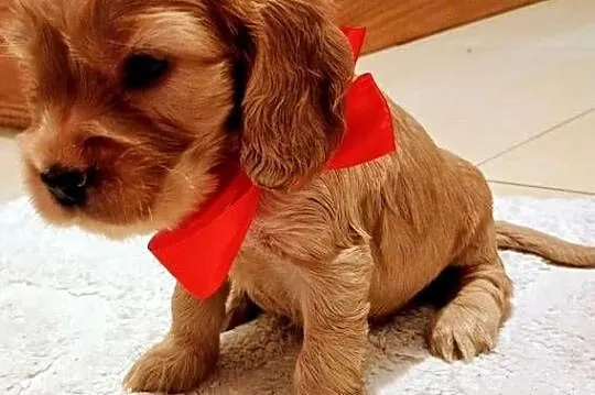 Cocker spaniel złoty, Podkarpackie, Przewrotne