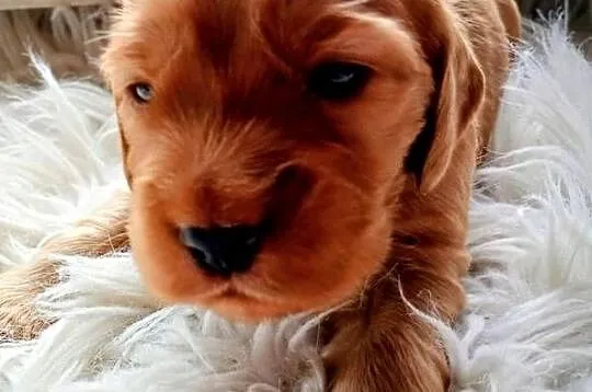 Cocker spaniel złoty, Podkarpackie, Przewrotne