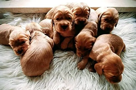 Cocker spaniel złoty, Podkarpackie, Przewrotne