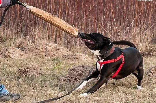 Brodway szuka człowieka