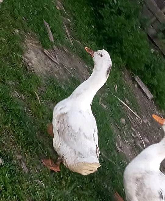 Kaczki Pekin młode, Kujawsko-pomorskie, Świecie nad Osą