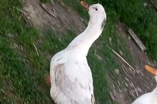 Kaczki Pekin młode