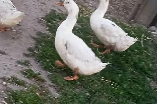 Kaczki Pekin młode, Kujawsko-pomorskie, Świecie nad Osą