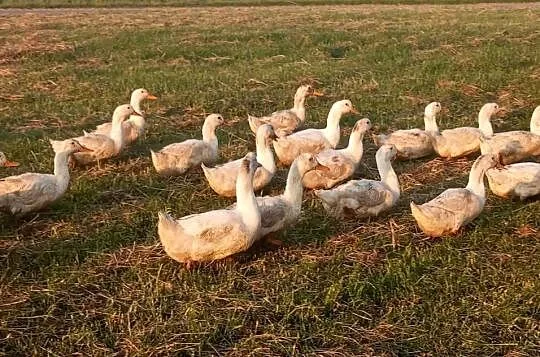 Kaczki Pekin młode, Kujawsko-pomorskie, Świecie nad Osą