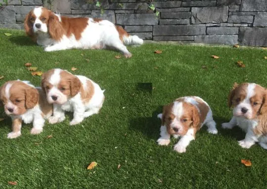 Szczenięta Cavalier King Charles Spaniela... napisz do mnie na WhatsApp: +44 7453 907158, , Ploski