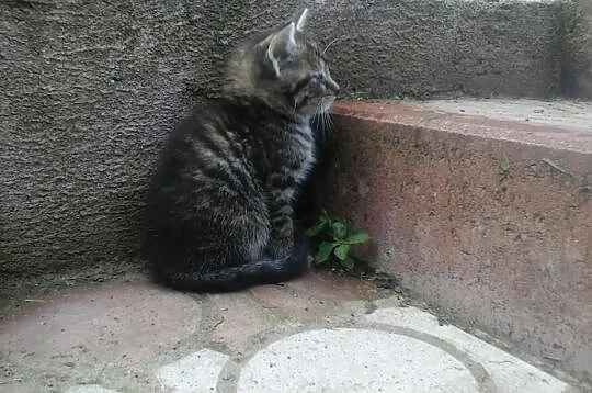 Małe kotki szukają domu