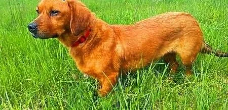 DAISY - śliczna, 9 kg sunia w typie jamnika szuka