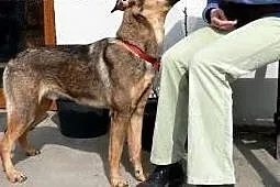 Jestem Tobi, nie jestem Yorkiem ale potrafię mocno