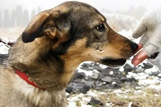 Jestem Tobi, nie jestem Yorkiem ale potrafię mocno