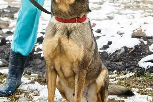 Jestem Tobi, nie jestem Yorkiem ale potrafię mocno