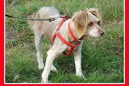 12 kg,zjawiskowa,łagodna,wesoła,przyjazna suczka SZILA.Adopcja,  dolnośląskie Wrocław
