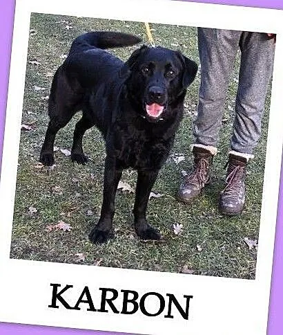 1,5 roku,labrador,łagodny,kontaktowy,towarzyski,z domu tymcz.pies KARBON.Adopcja., , Wrocław