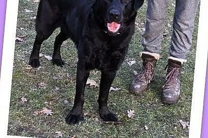 1,5 roku,labrador,łagodny,kontaktowy,towarzyski,z domu tymcz.pies KARBON.Adopcja., , Wrocław