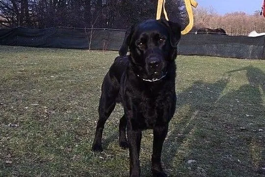 1,5 roku,labrador,łagodny,kontaktowy,towarzyski,z domu tymcz.pies KARBON.Adopcja., , Wrocław