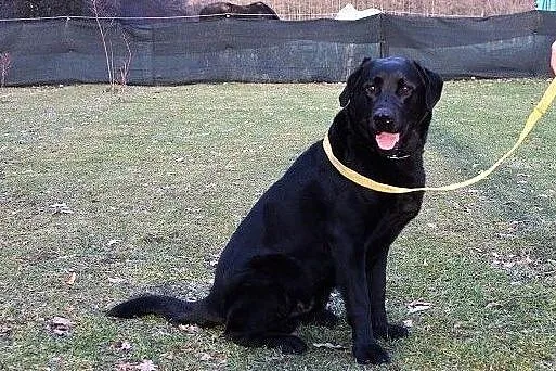 1,5 roku,labrador,łagodny,kontaktowy,towarzyski,z domu tymcz.pies KARBON.Adopcja., , Wrocław