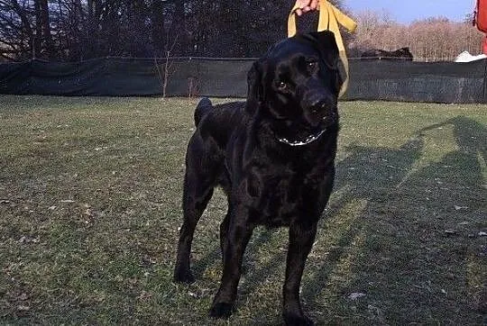 1,5 roku,labrador,łagodny,kontaktowy,towarzyski,z domu tymcz.pies KARBON.Adopcja., , Wrocław