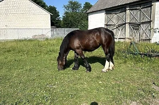 Piękna kara źrebica, Mazowieckie, Brańszczyk