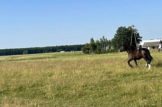 Piękna kara źrebica, Mazowieckie, Brańszczyk