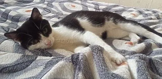 Kocia sierotka poszukuje domu , mazowieckie Warsz