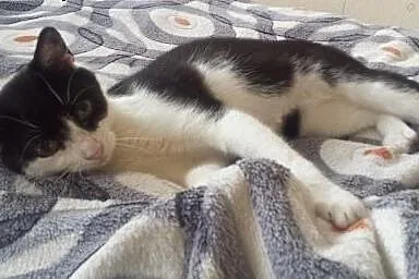 Kocia sierotka poszukuje domu ,  mazowieckie Warsz
