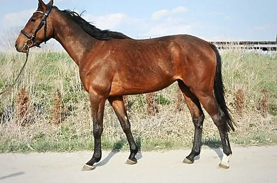 Klacz 4 lata po Lijaneiro, , 
