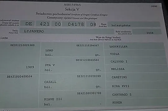 Klacz 4 lata po Lijaneiro, , 
