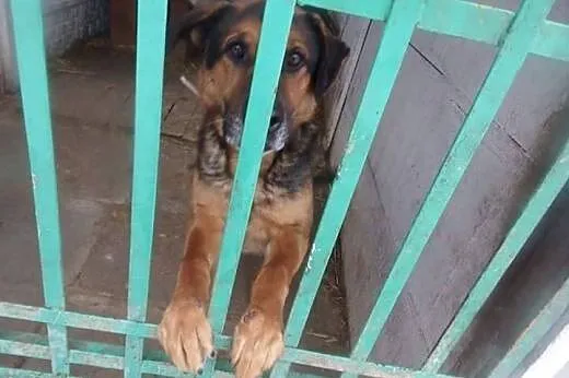 Bosman kocha ludzi i dzieci daj mu domek gdzie będ