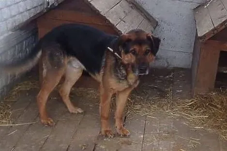 Bosman kocha ludzi i dzieci daj mu domek gdzie będ