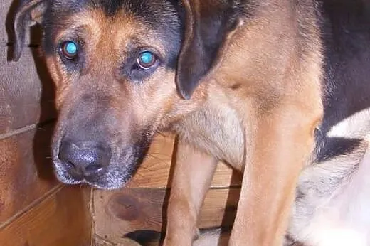 Bosman kocha ludzi i dzieci daj mu domek gdzie będ