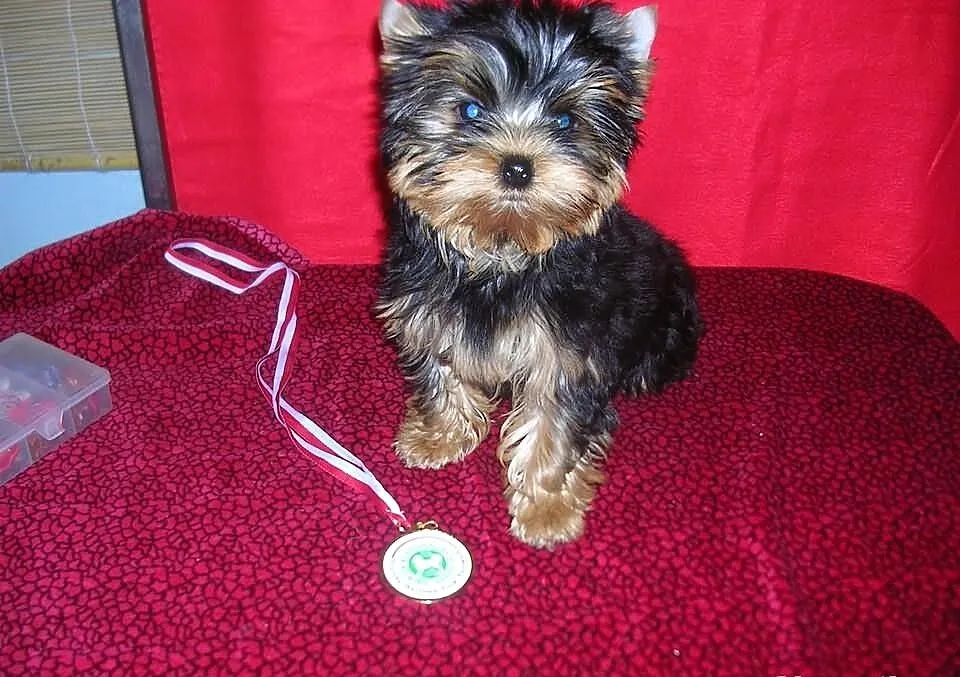 Yorkshire Terrier piesek FCI
