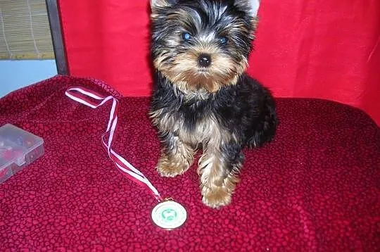 Yorkshire Terrier piesek FCI