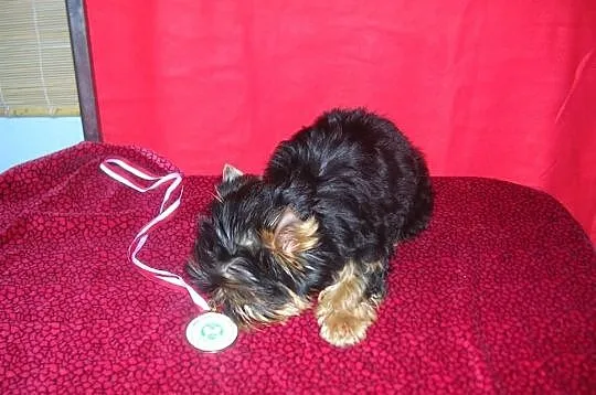 Yorkshire Terrier piesek FCI