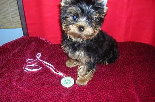 Yorkshire Terrier piesek FCI