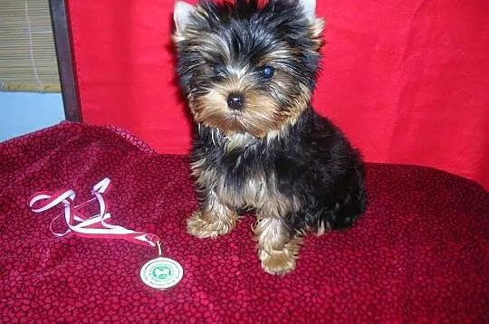 Yorkshire Terrier piesek FCI