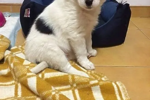 PILI - KOMU ?! komu?! 8 tyg SUNIA SZUKA DOMU !!,  