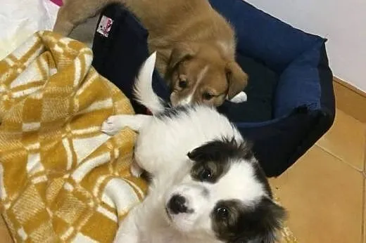 PILI - KOMU ?! komu?! 8 tyg SUNIA SZUKA DOMU !!,  