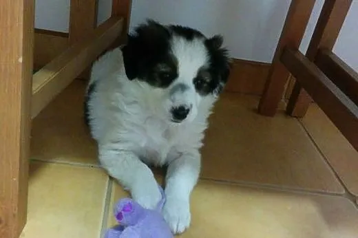 PILI - KOMU ?! komu?! 8 tyg SUNIA SZUKA DOMU !!,  