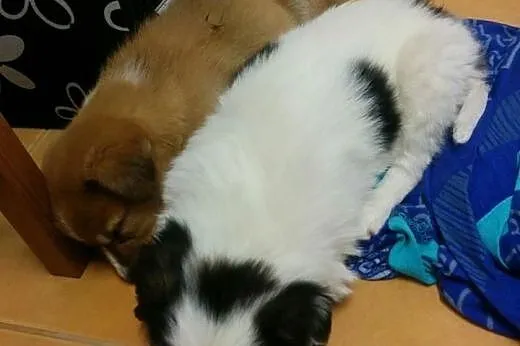PILI - KOMU ?! komu?! 8 tyg SUNIA SZUKA DOMU !!,  
