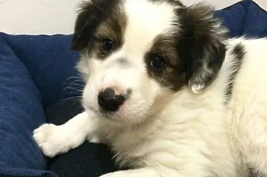PILI - KOMU ?! komu?! 8 tyg SUNIA SZUKA DOMU !!,  