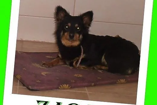 W typie corgi -Żaba mała ,młoda ,wesolutka. ADOPCJA !,  małopolskie Kraków