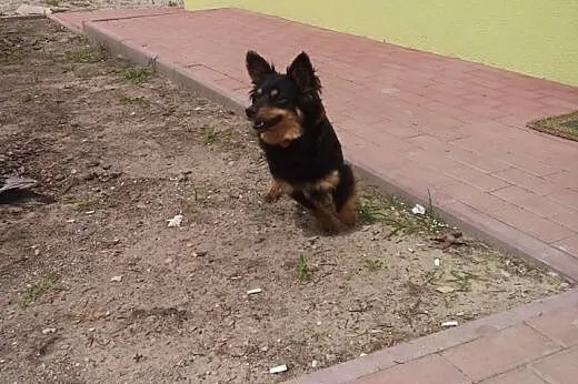 W typie corgi -Żaba mała ,młoda ,wesolutka. ADOPCJ