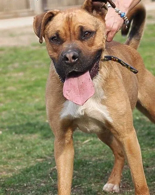 MIKOŁAJ.. ok 2 lat.. - latający pies!, wielkopolskie Poznań ...