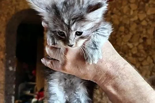 Śliczne kocięta Maine coon z rodowodem