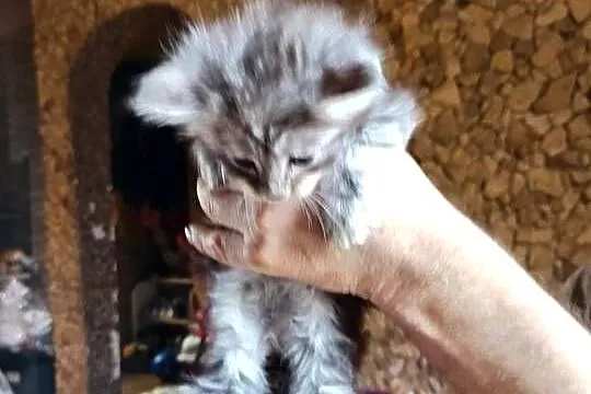Śliczne kocięta Maine coon z rodowodem, Świętokrzyskie, Prawęcin