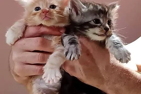 Śliczne kocięta Maine coon z rodowodem, Świętokrzyskie, Prawęcin