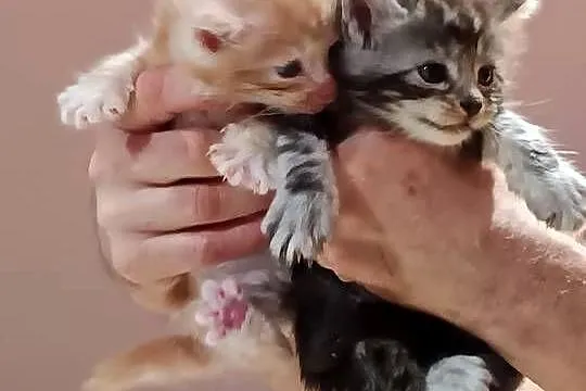 Śliczne kocięta Maine coon z rodowodem, Świętokrzyskie, Prawęcin